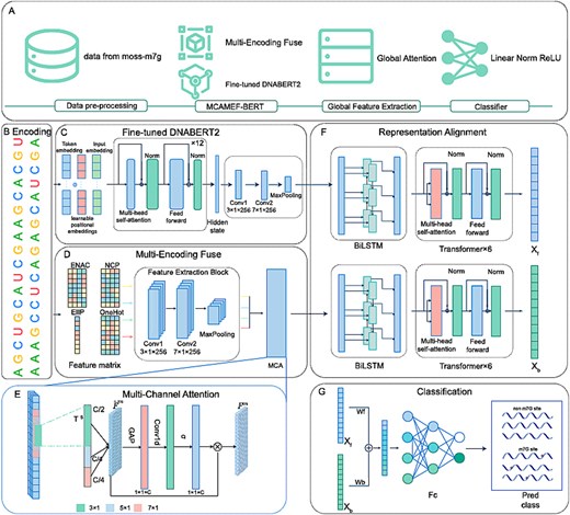 Figure for MCAMEF-BERT: An Efficient Deep Learning Method for RNA N7-methylguanosine Site Prediction via Multi-branch Feature Integration